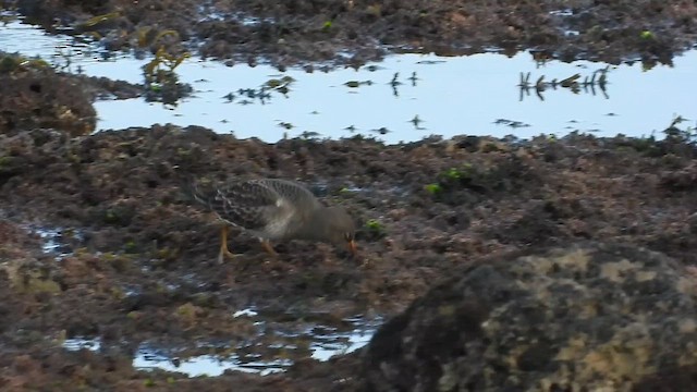 Purple Sandpiper - ML646506797