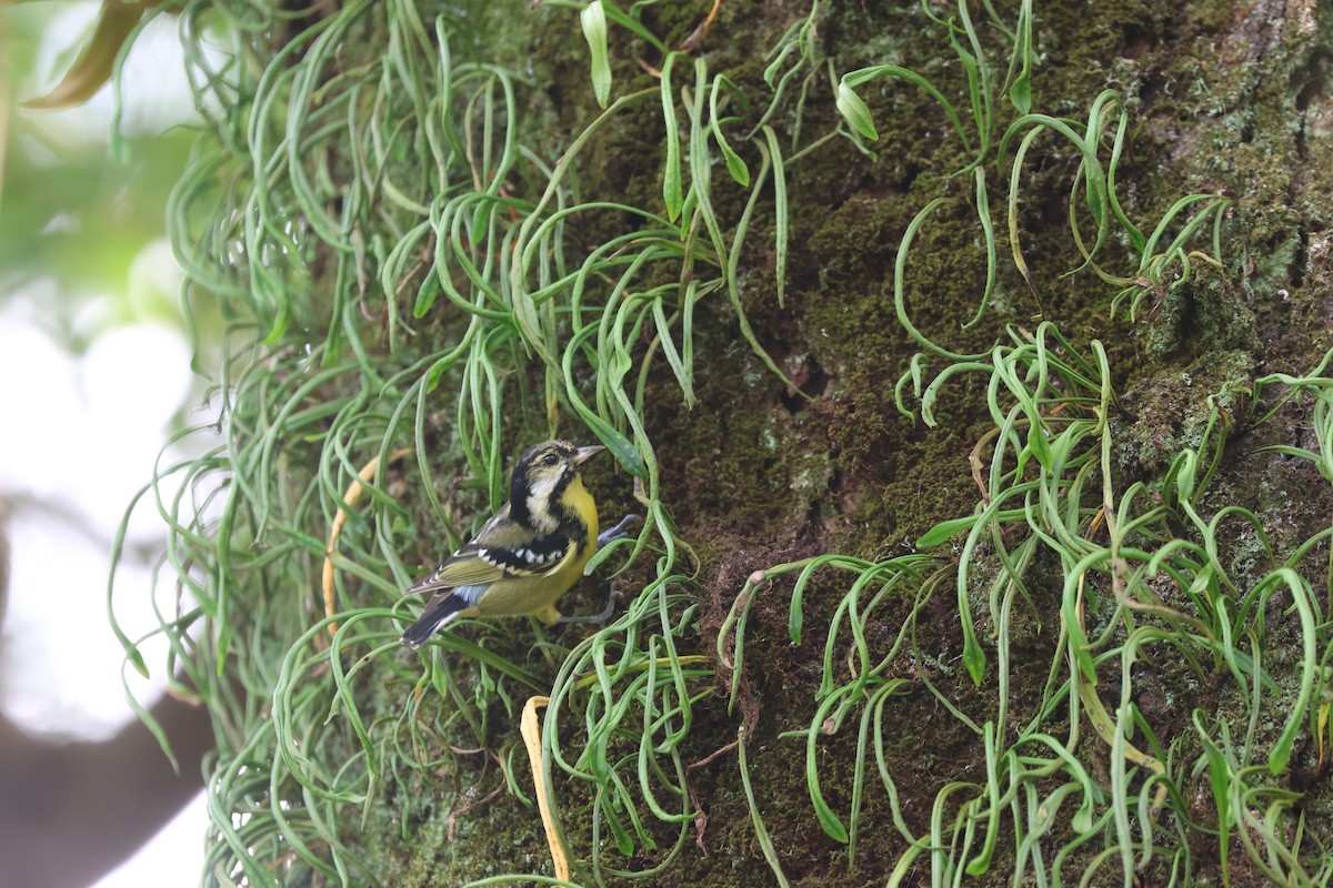 Yellow-bellied Tit - ML646506803