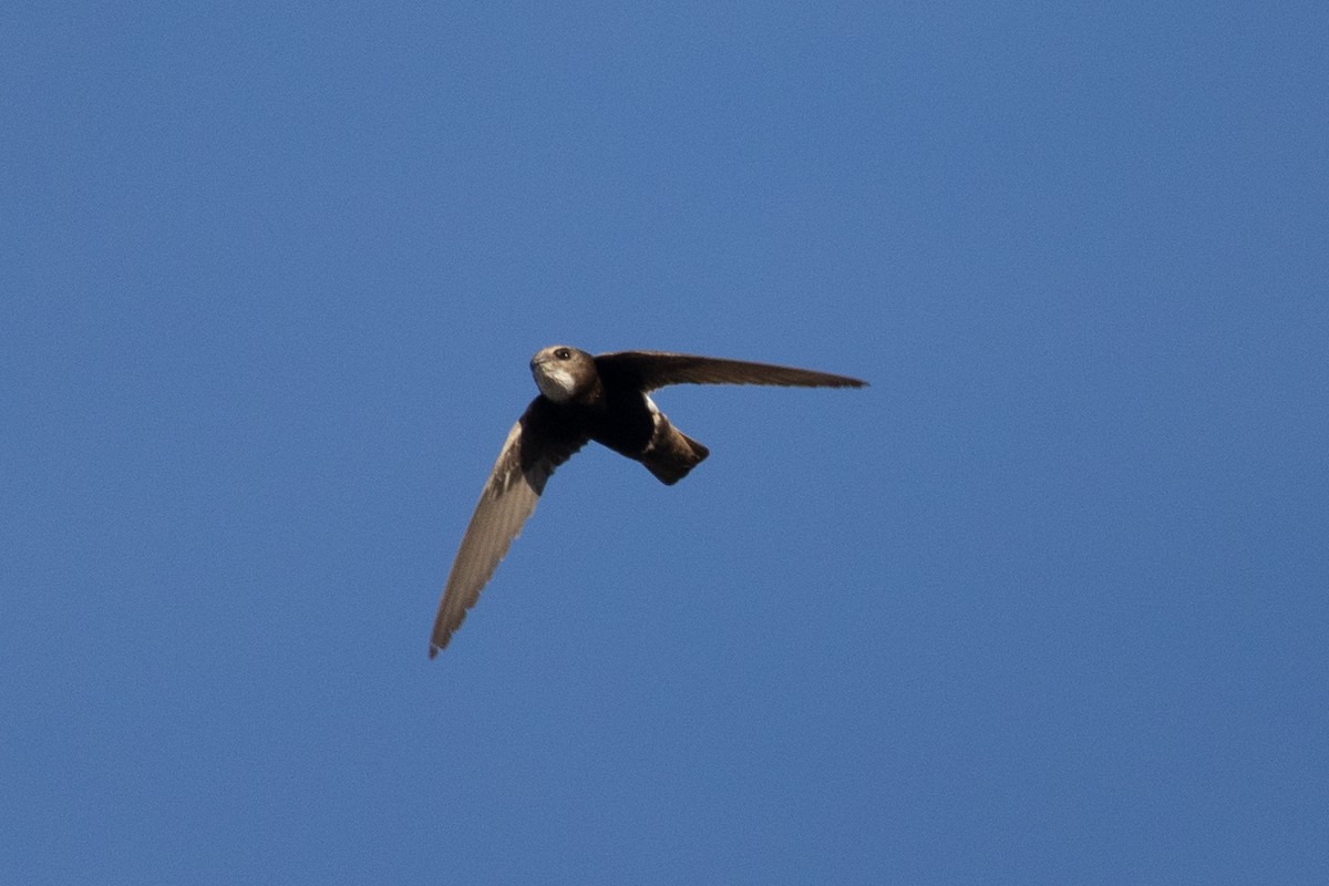 rorýs domovní [skupina affinis] - ML646506804