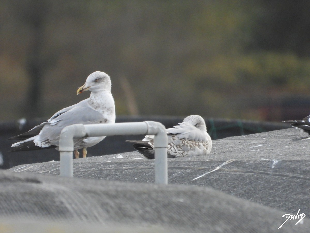 Yellow-legged Gull - ML646506805