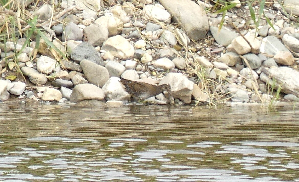 Spotted Crake - ML646506806