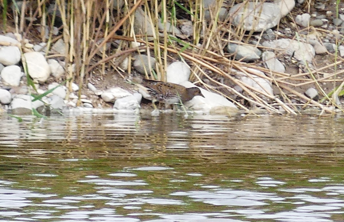 Spotted Crake - ML646506807