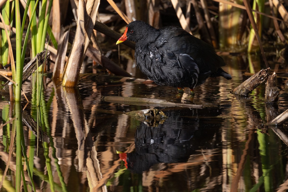 slípka zelenonohá - ML646506810