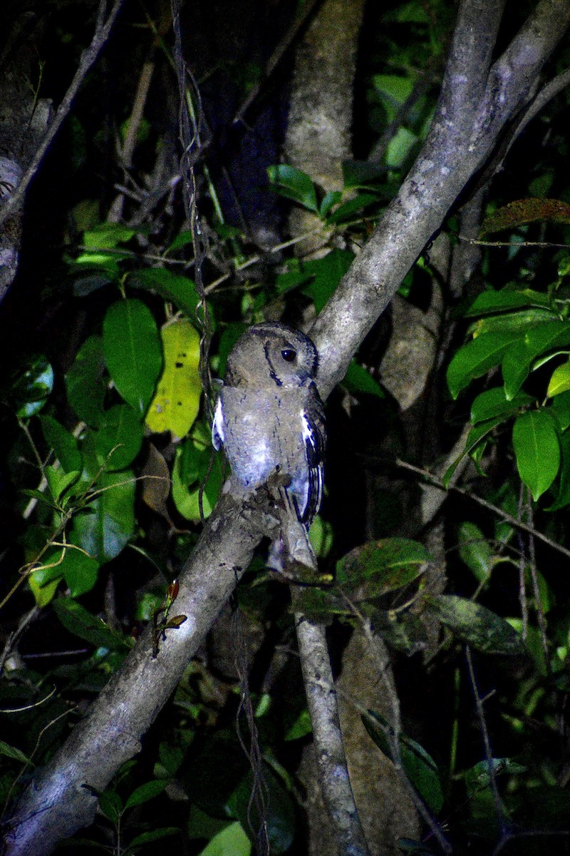 Indian Scops-Owl - ML646506812
