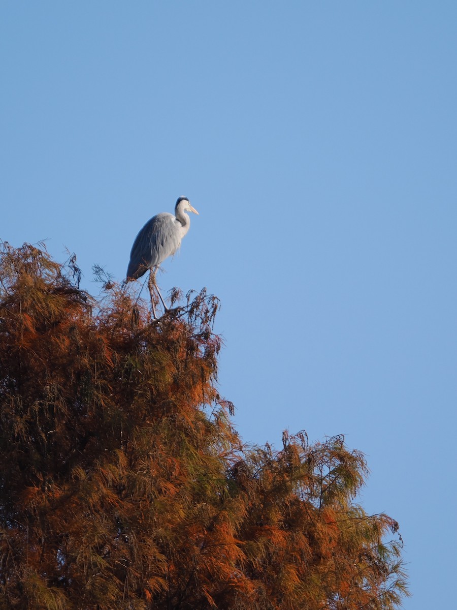 Gray Heron - ML646506813