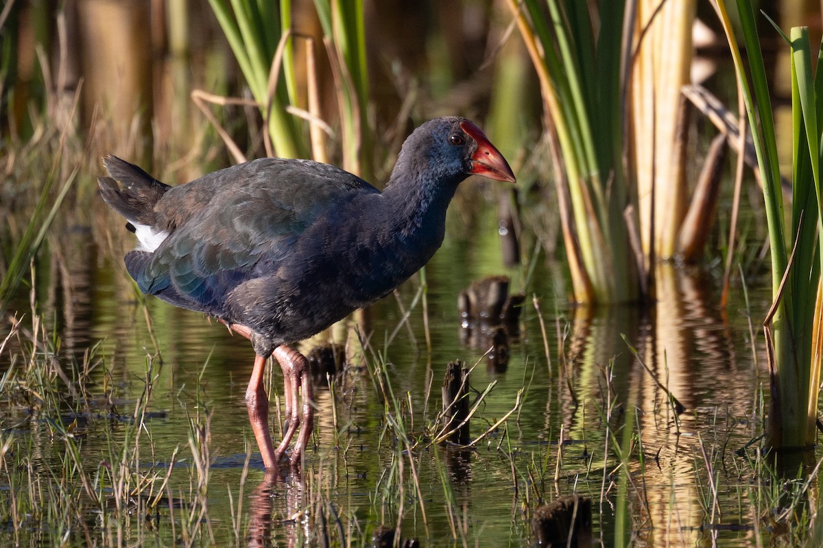 slípka africká - ML646506815