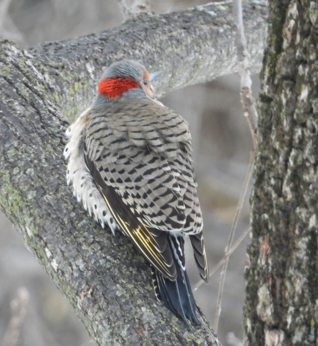 Northern Flicker - ML646506819
