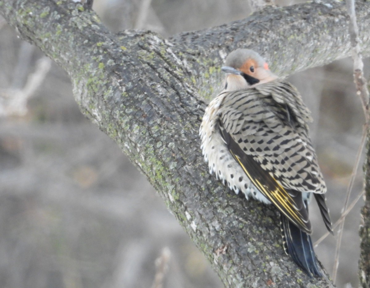 Northern Flicker - ML646506820