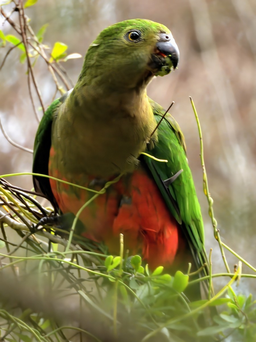 Australian King-Parrot - ML646506824