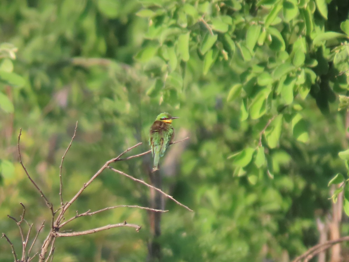 Little Bee-eater - ML646506825