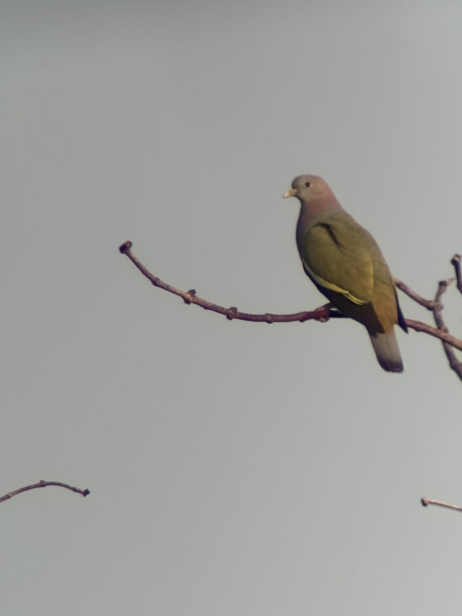 Pink-necked Green-Pigeon - ML646506827
