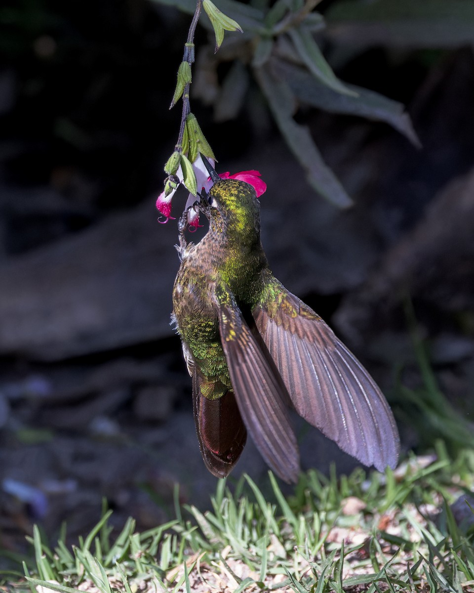 Tyrian Metaltail - ML646506828