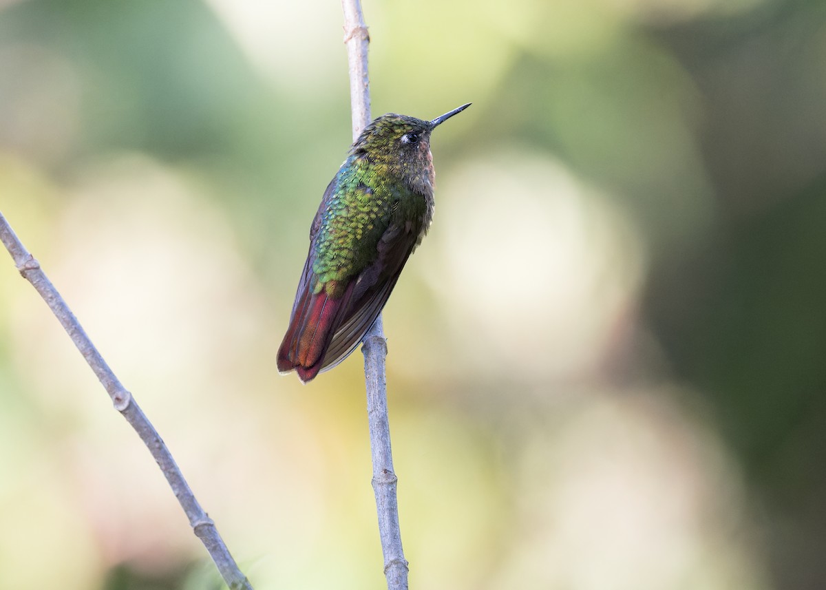 Tyrian Metaltail - ML646506829