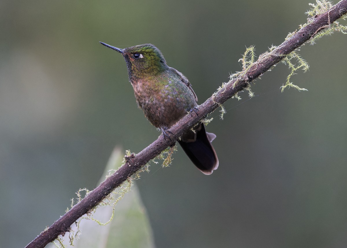 Tyrian Metaltail - ML646506830