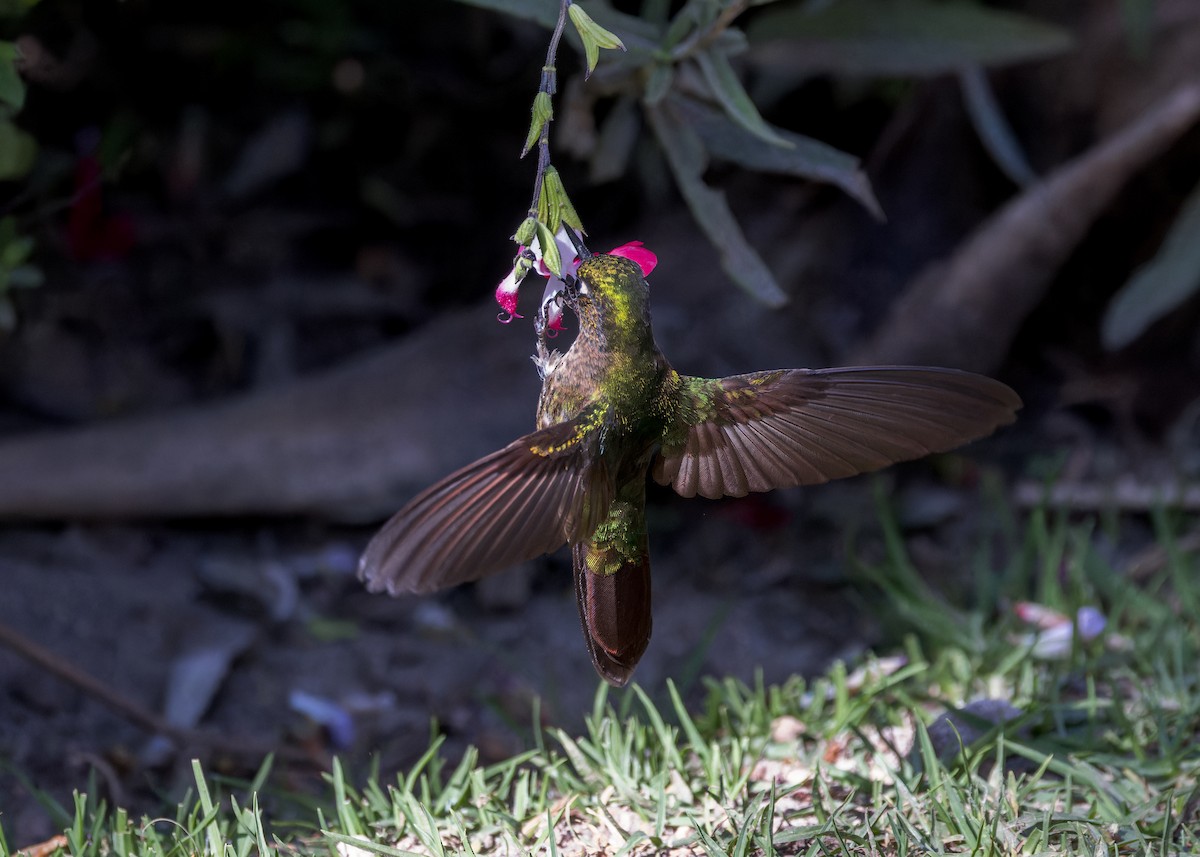 Tyrian Metaltail - ML646506831