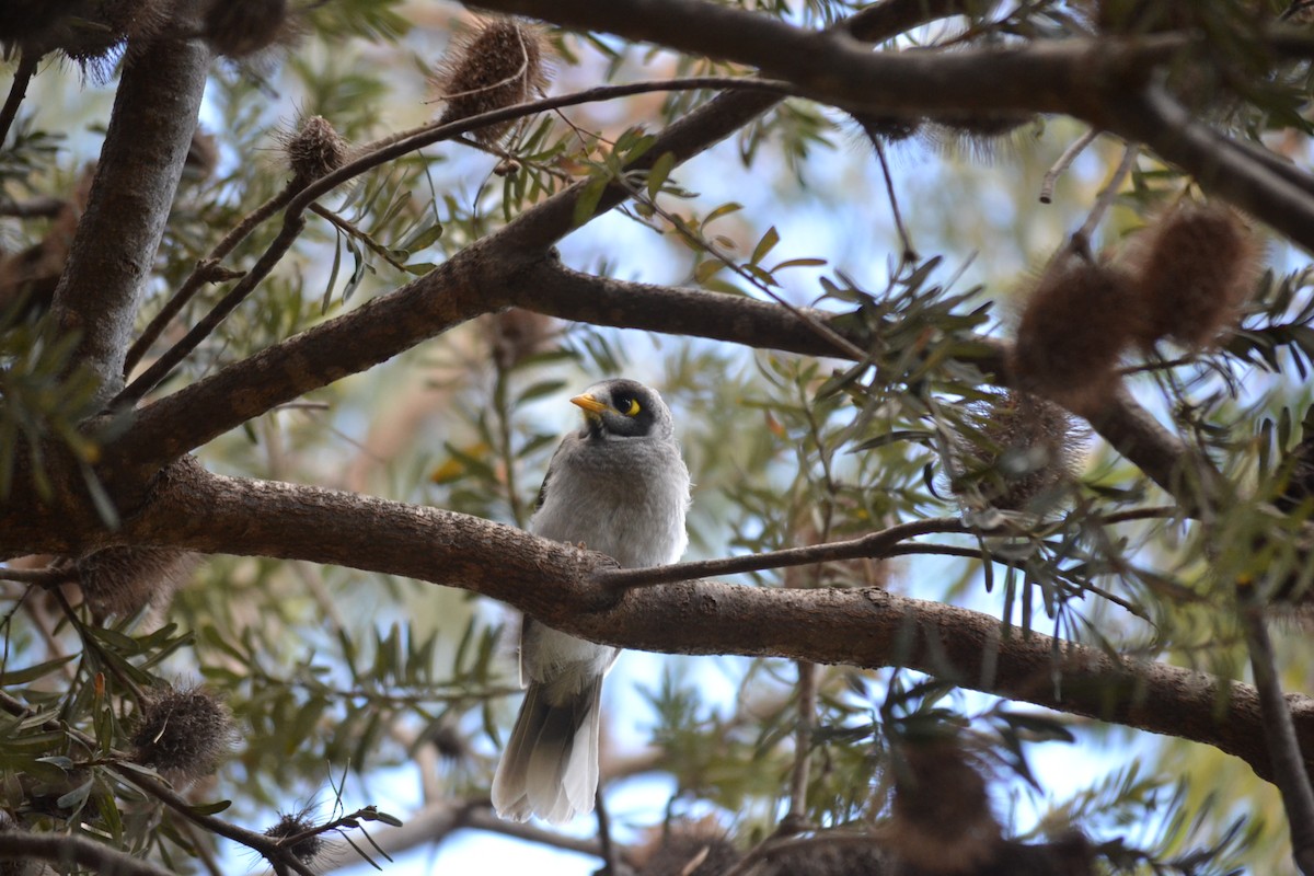 Noisy Miner - ML646506832