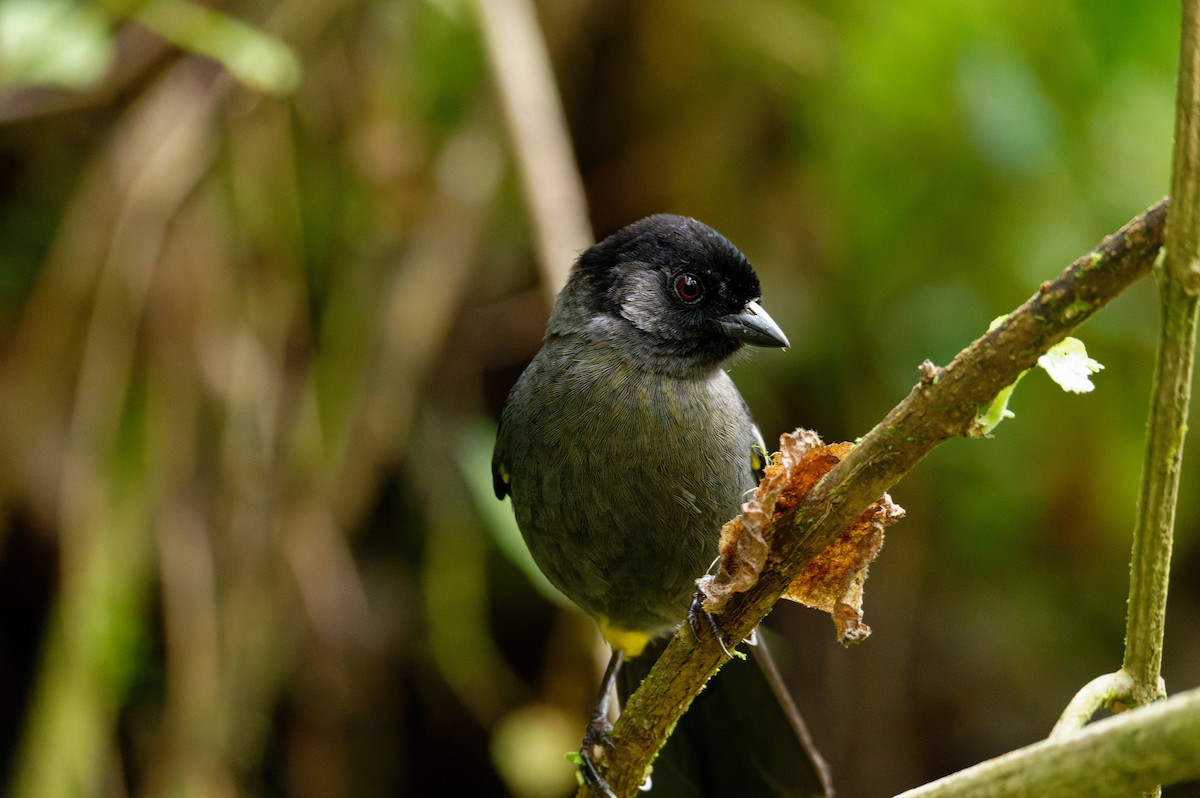Yellow-thighed Brushfinch - ML646506833