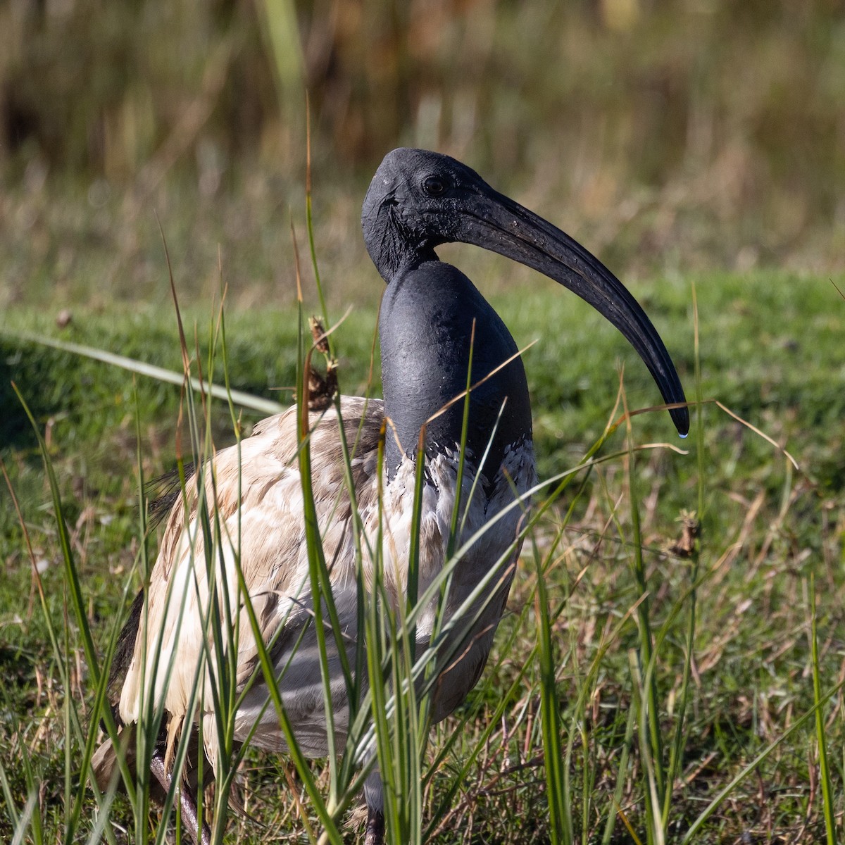 African Sacred Ibis - ML646506834