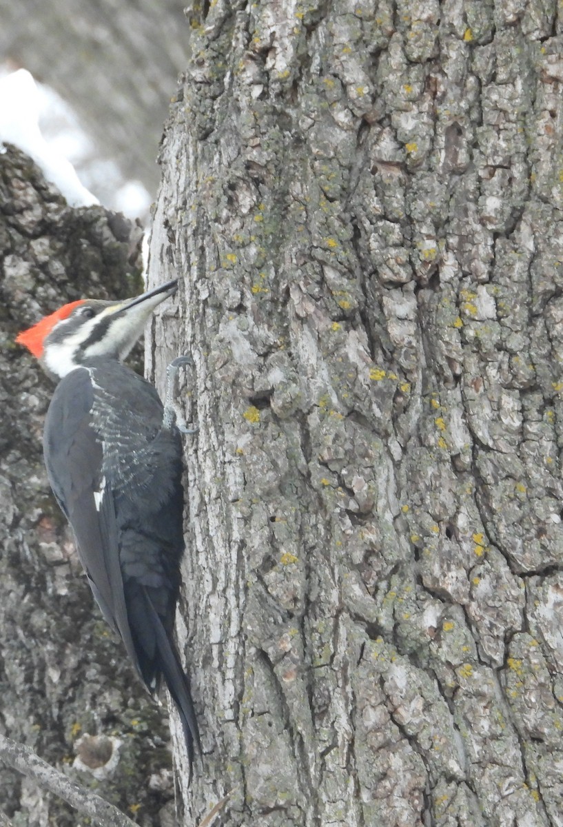 Pileated Woodpecker - ML646506836