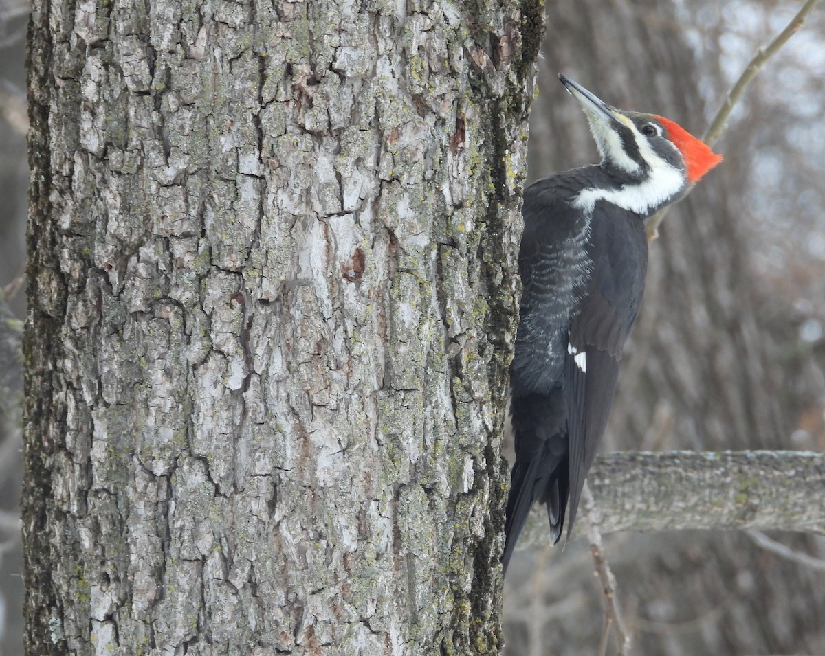 Pileated Woodpecker - ML646506838