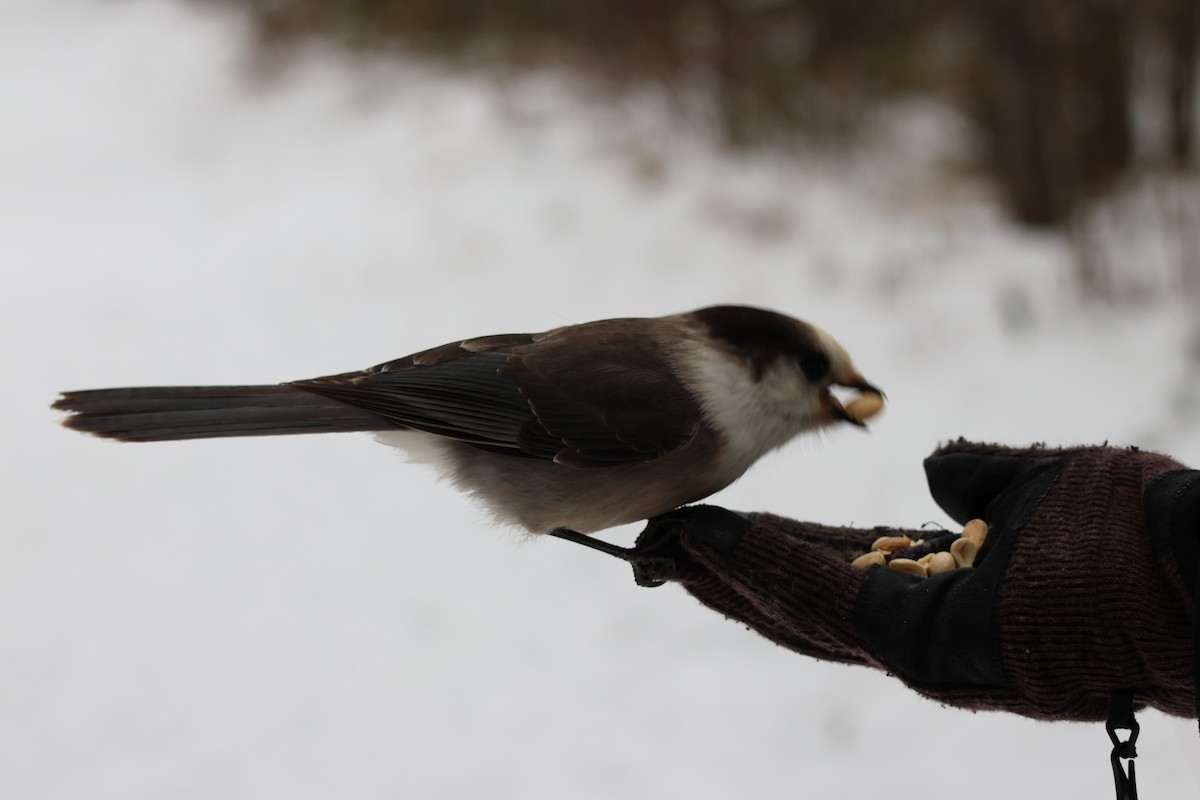 Canada Jay - ML646506839