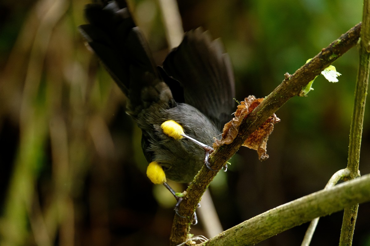 Yellow-thighed Brushfinch - ML646506840