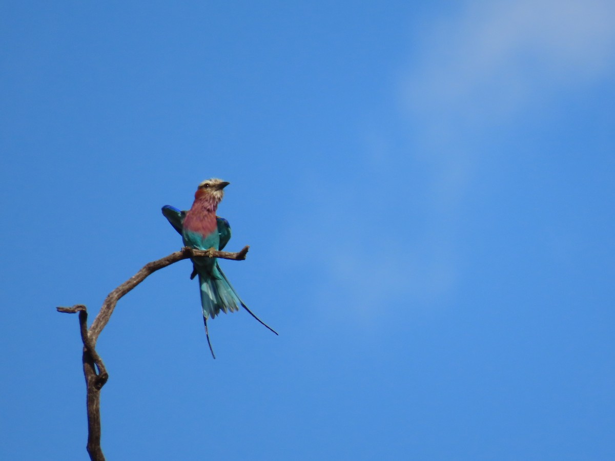 Lilac-breasted Roller - ML646506841
