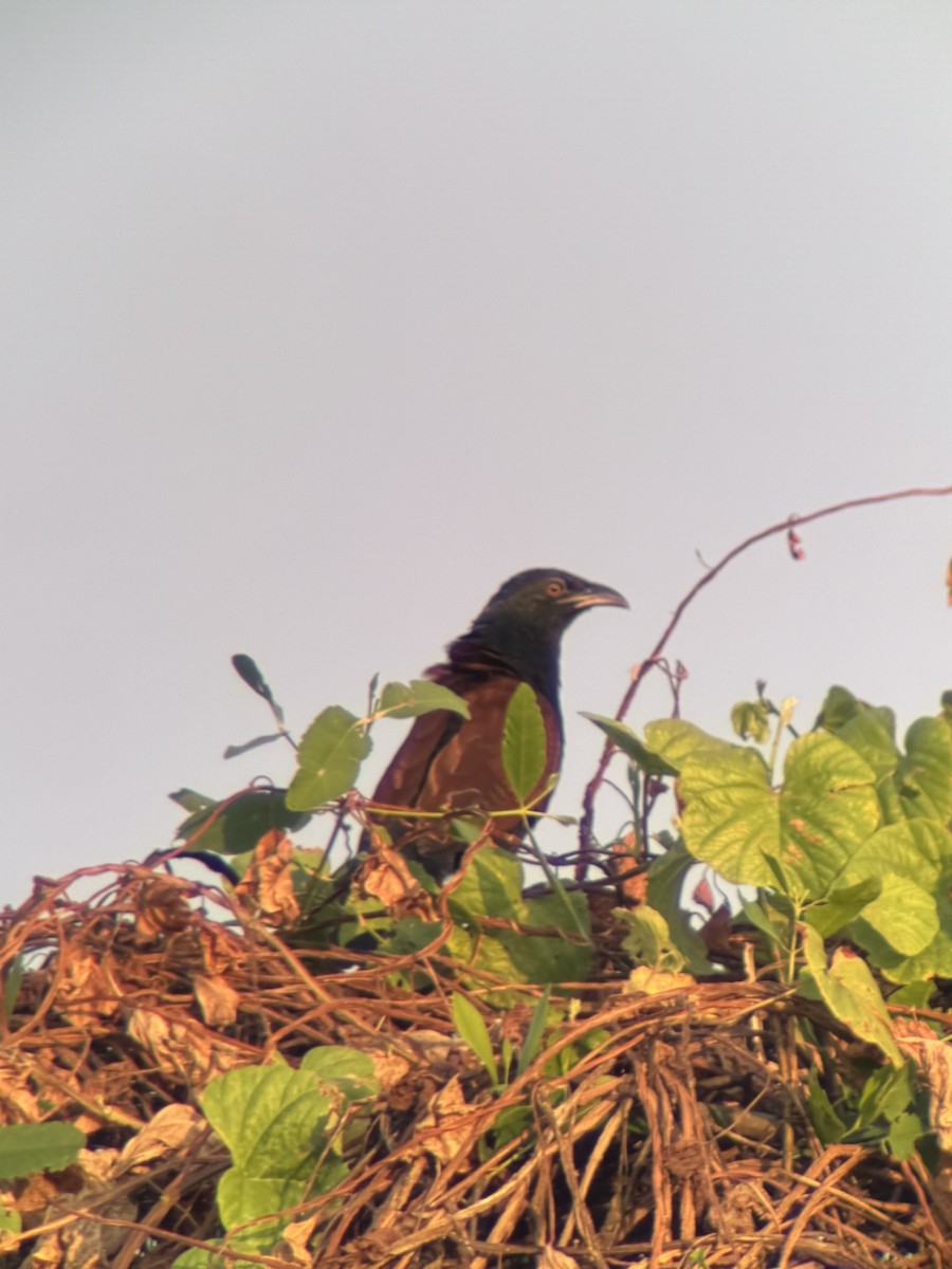 Greater Coucal - ML646506842