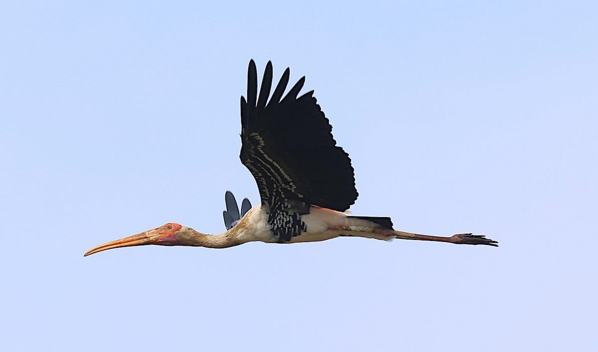 Painted Stork - ML646506844