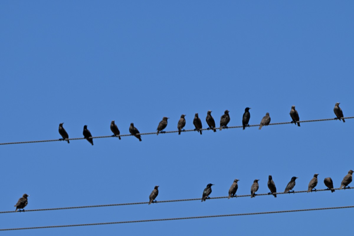 European Starling - ML646506846