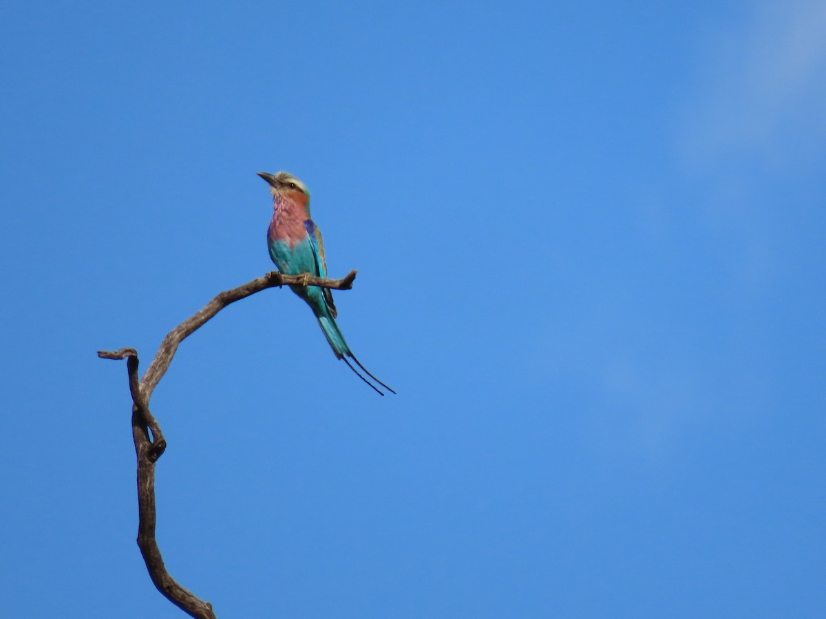Lilac-breasted Roller - ML646506849