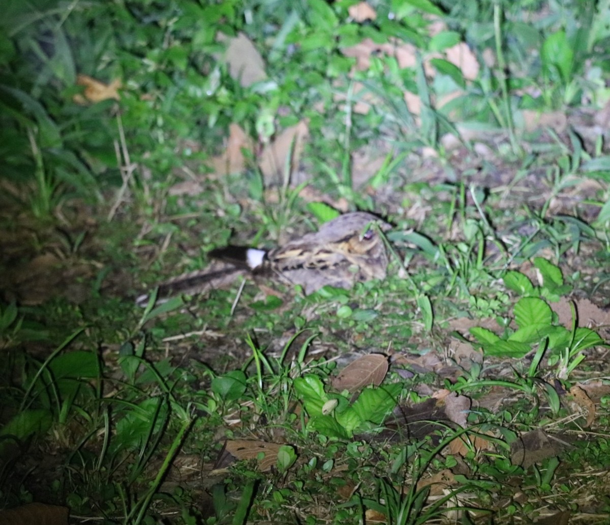 pauraquenattravn - ML646506850