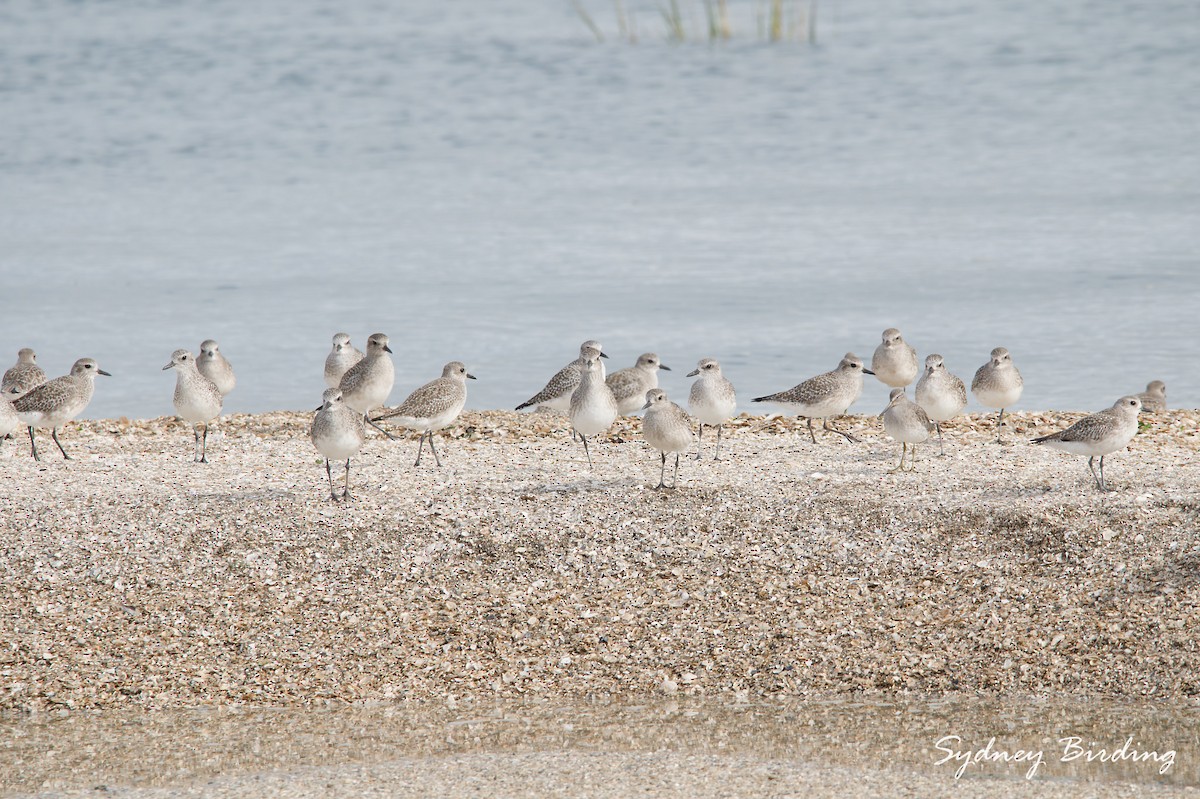 Black-bellied Plover - ML646506851