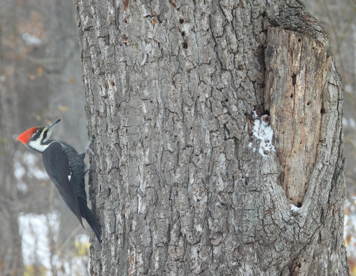 Pileated Woodpecker - ML646506852
