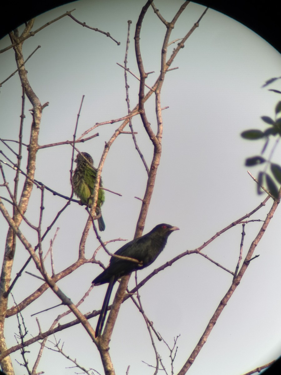 Asian Koel - ML646506853