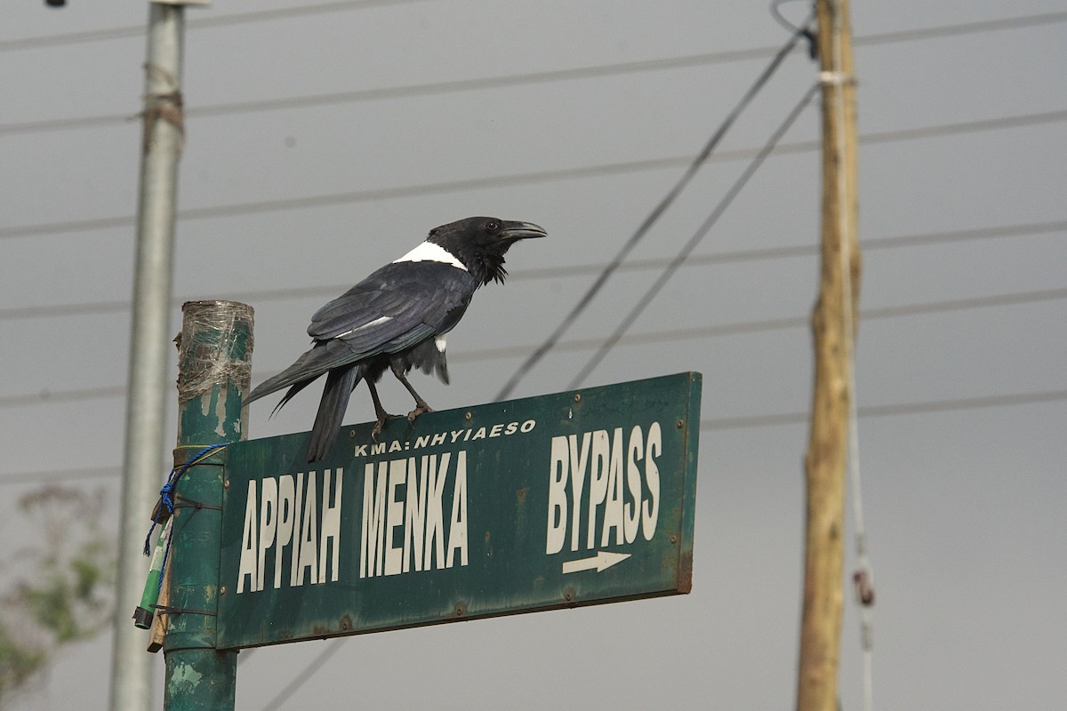 Pied Crow - ML646506854