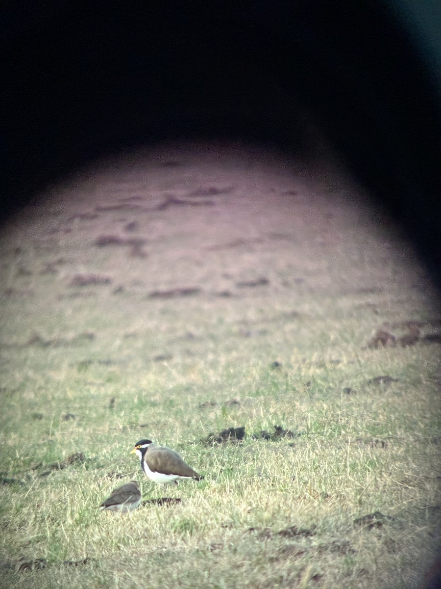 Banded Lapwing - ML646506858