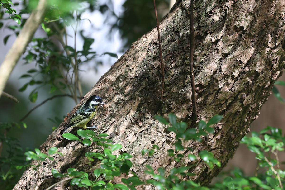 キバラガラ - ML646506859