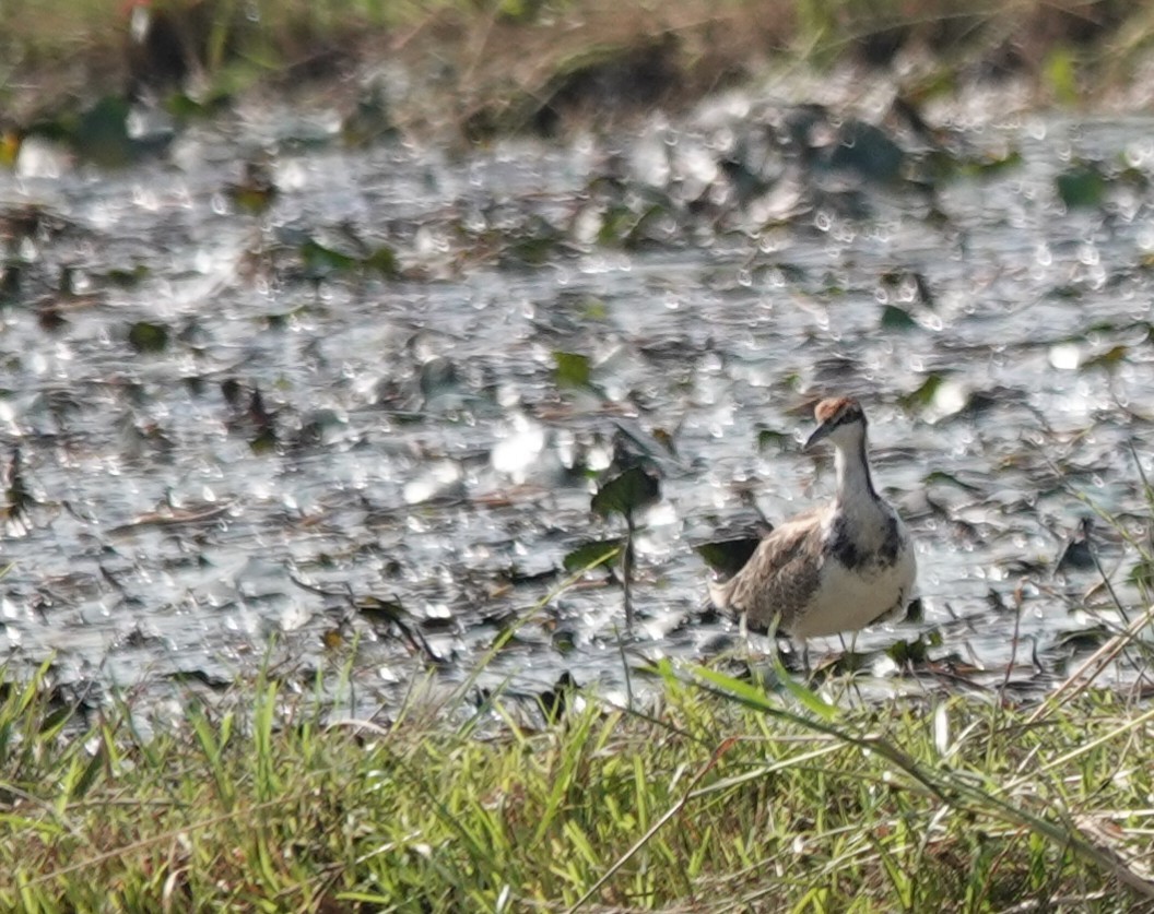 Фазанохвостая якана - ML646506860