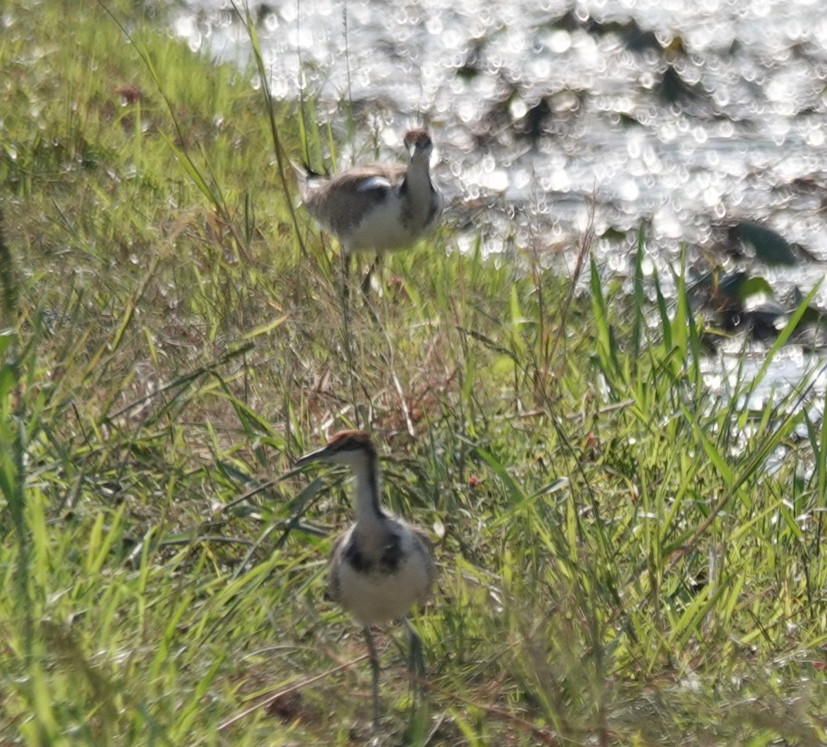 Фазанохвостая якана - ML646506861