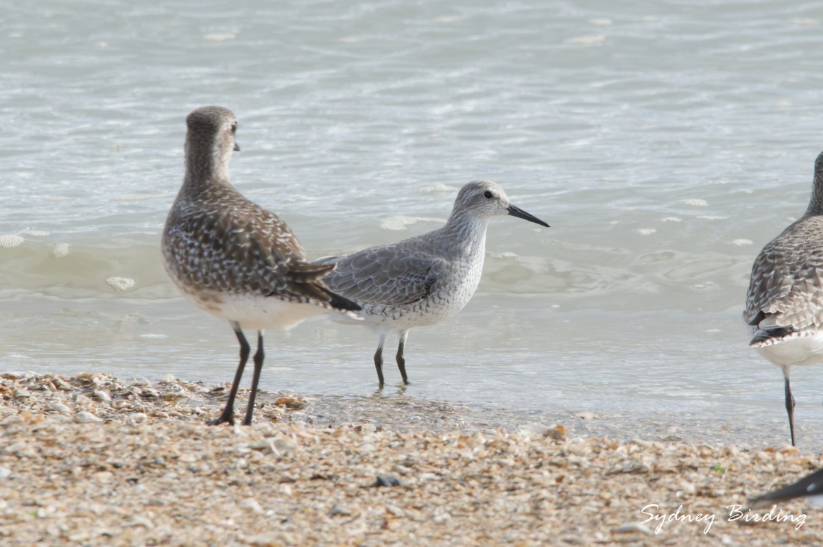 Исландский песочник - ML646506863