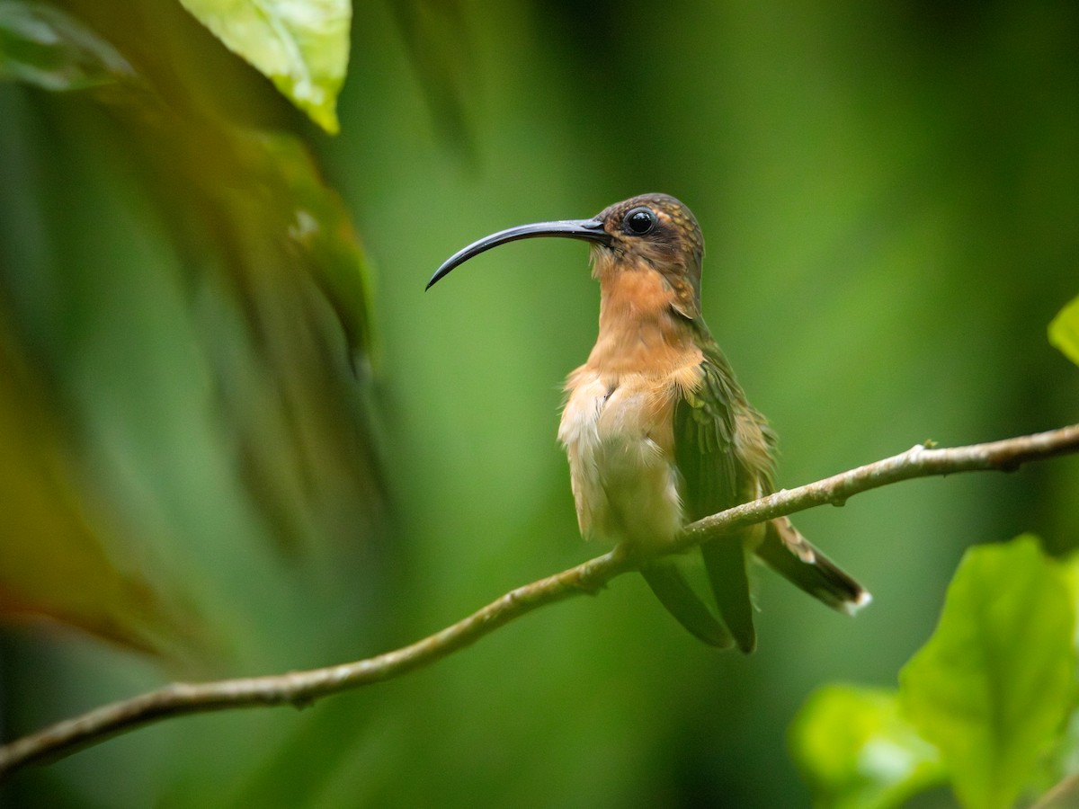 Bronzy Hermit - ML646506864