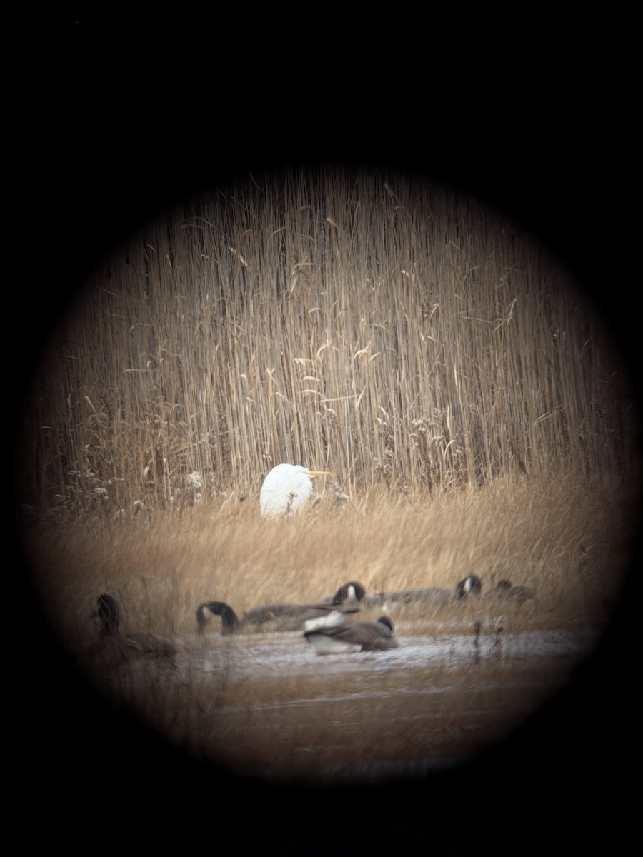Great Egret - ML646506865