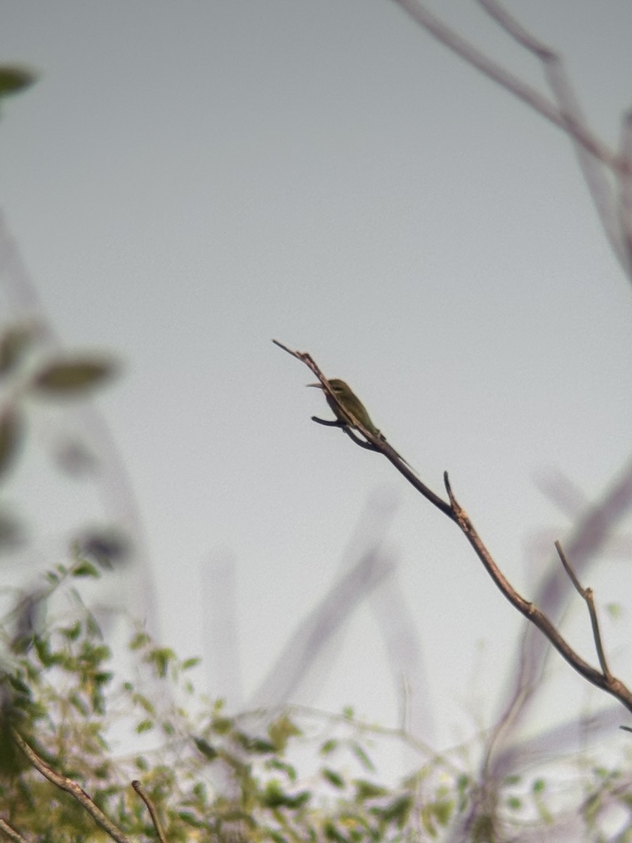 栗喉蜂虎 - ML646506866