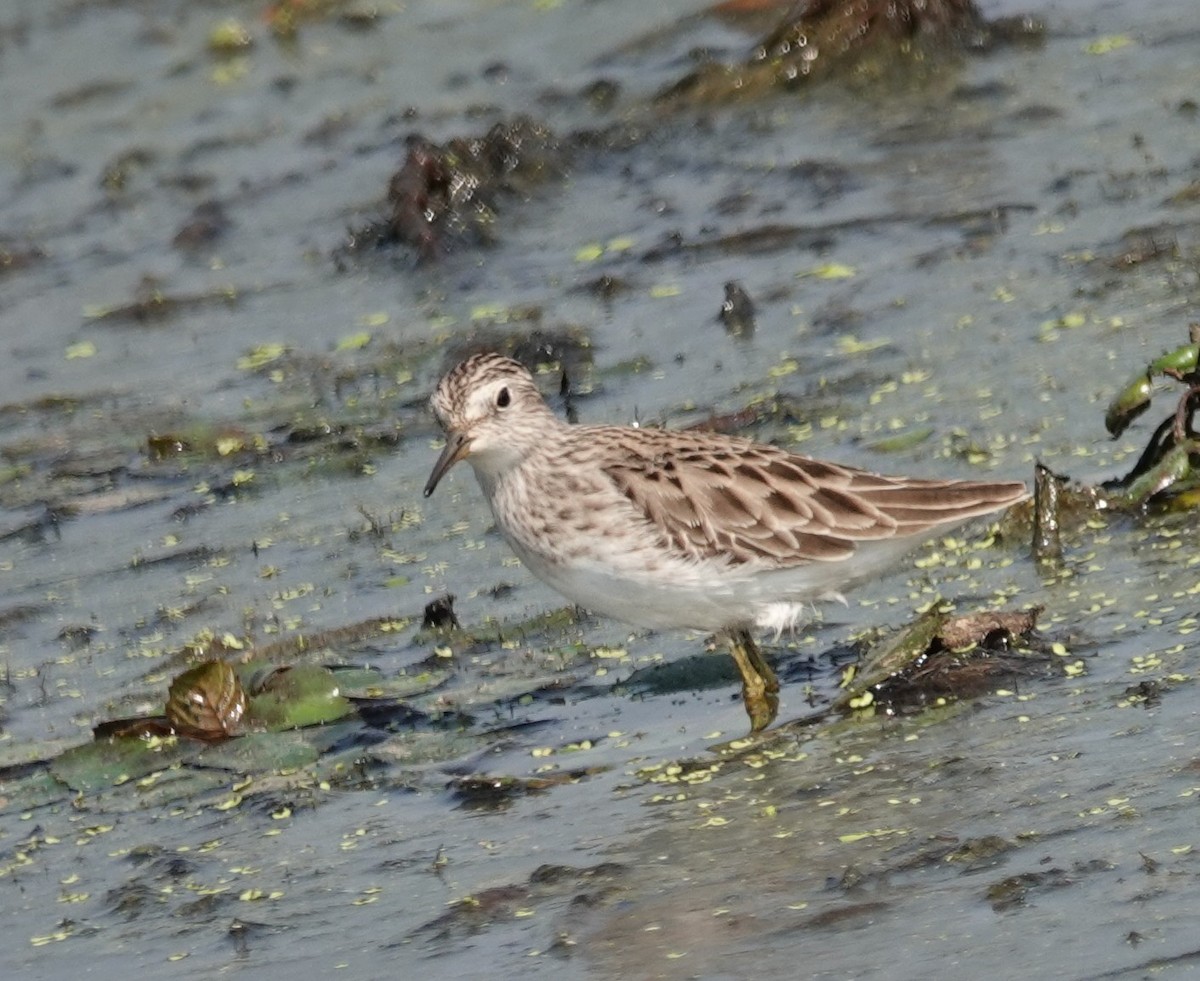 jespák dlouhoprstý - ML646506869