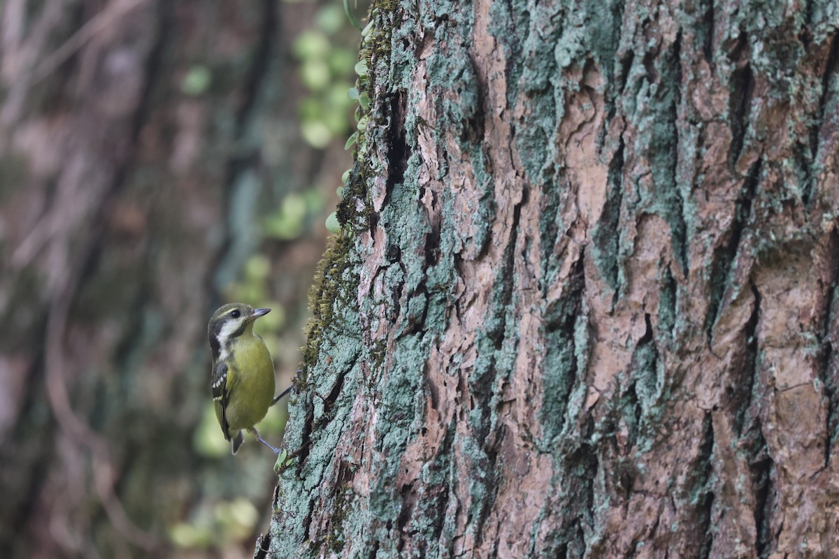 キバラガラ - ML646506871