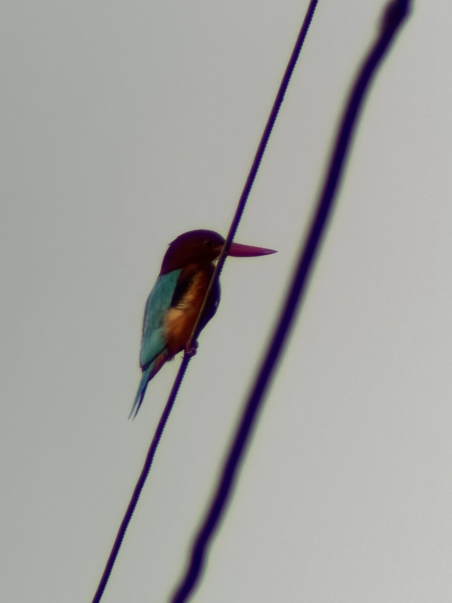 蒼翡翠 - ML646506874