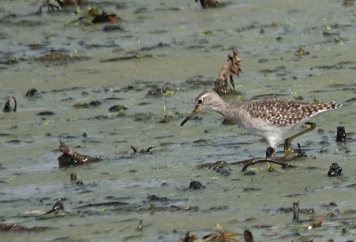 vodouš bahenní - ML646506875