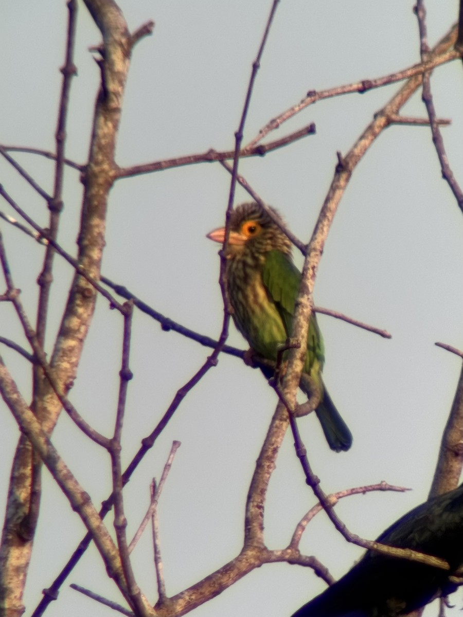 シロボシオオゴシキドリ - ML646506878