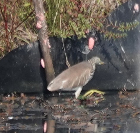 アカガシラサギ - ML646506879